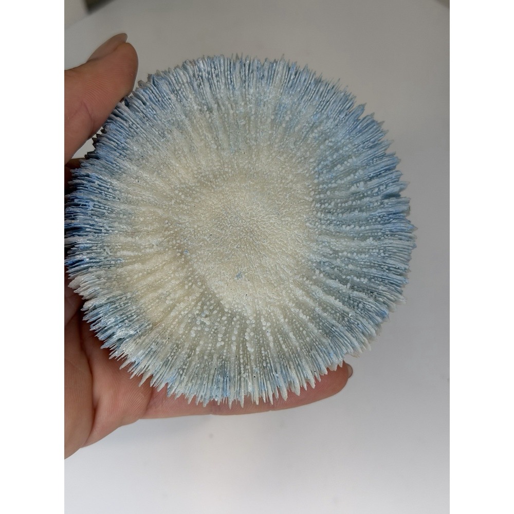 Vintage Natural Blue Ridge Fungia Mushroom Coral Specimen 3.5" Ocean Sea Decor